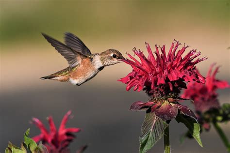  The Hummingbird Who Dreamed of Rain - A Folktale From Ancient Brazil: Unveiling Themes of Hope and Perseverance