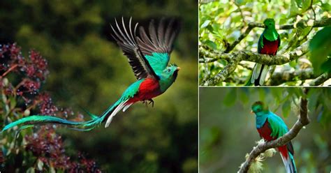  The Quetzal and the Mockingbird :  An Enchanting Tale that Teaches Us About Humility and Acceptance?